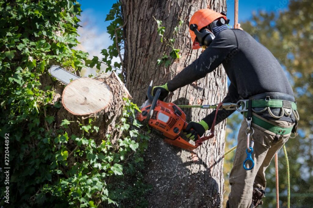 palm tree pruning