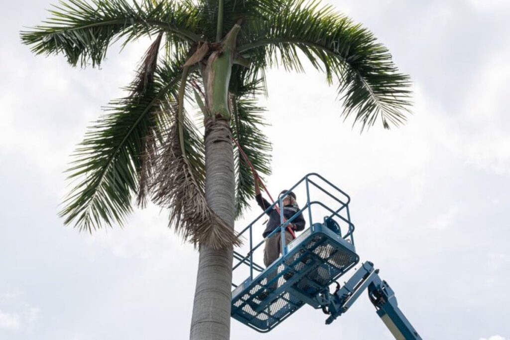 palm tree removal