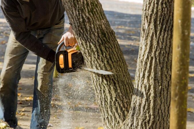 council tree removal