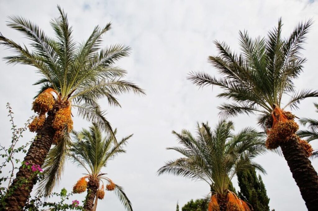 palm tree pruning